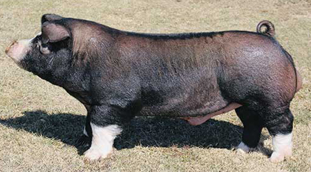 Muscle Milk Lean Value Sires - Muscle Milk