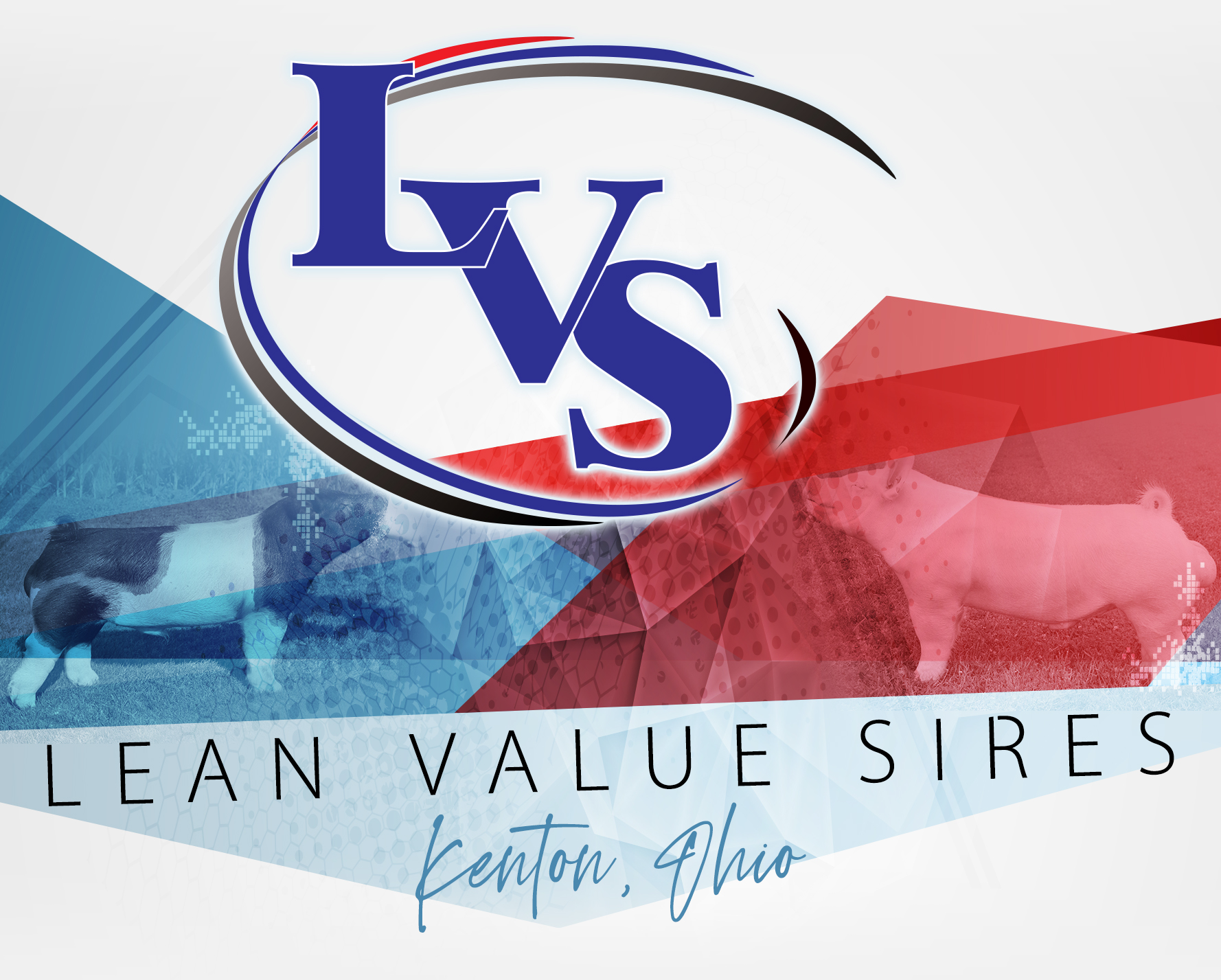 Lean Value Sires