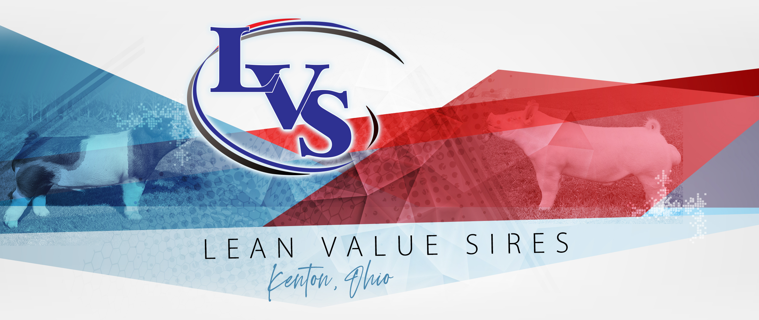 Lean Value Sires