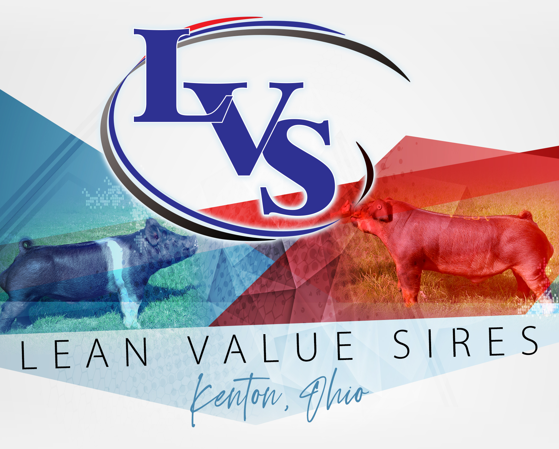 Lean Value Sires