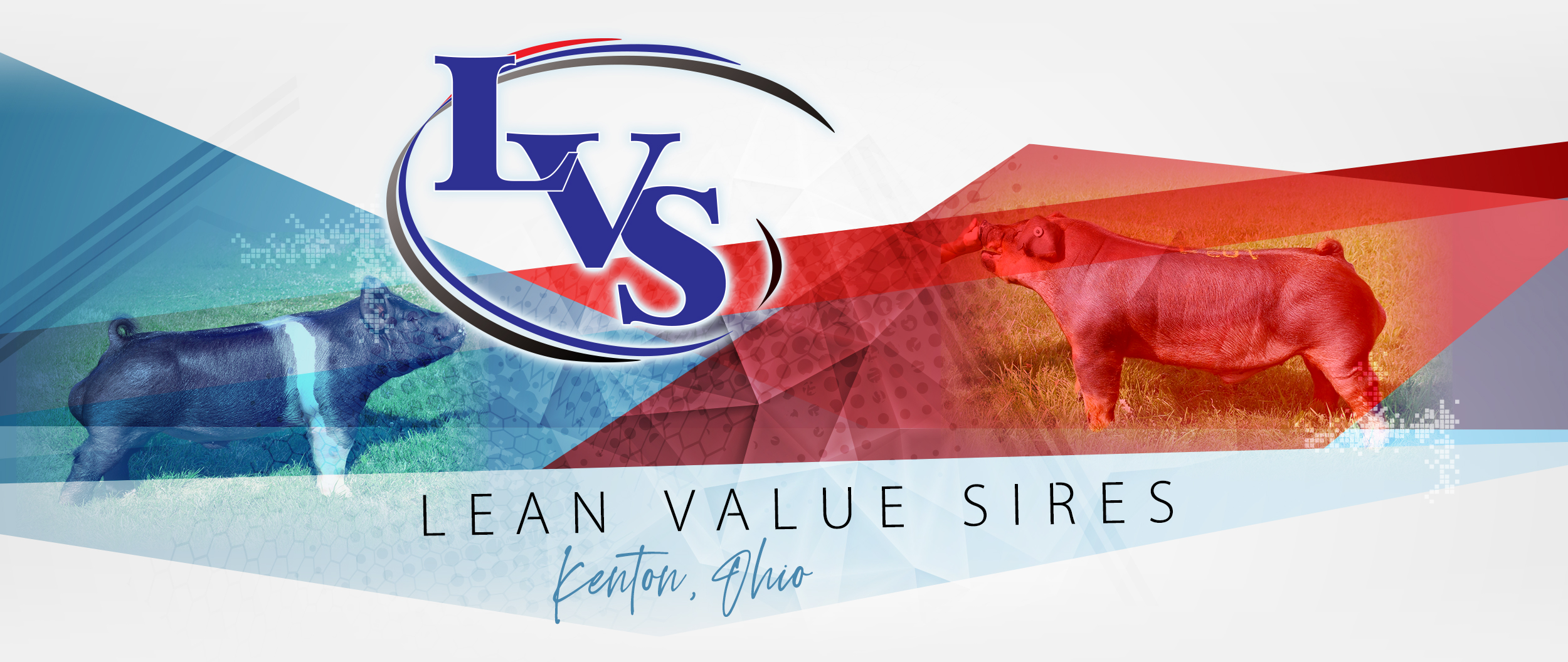 Lean Value Sires