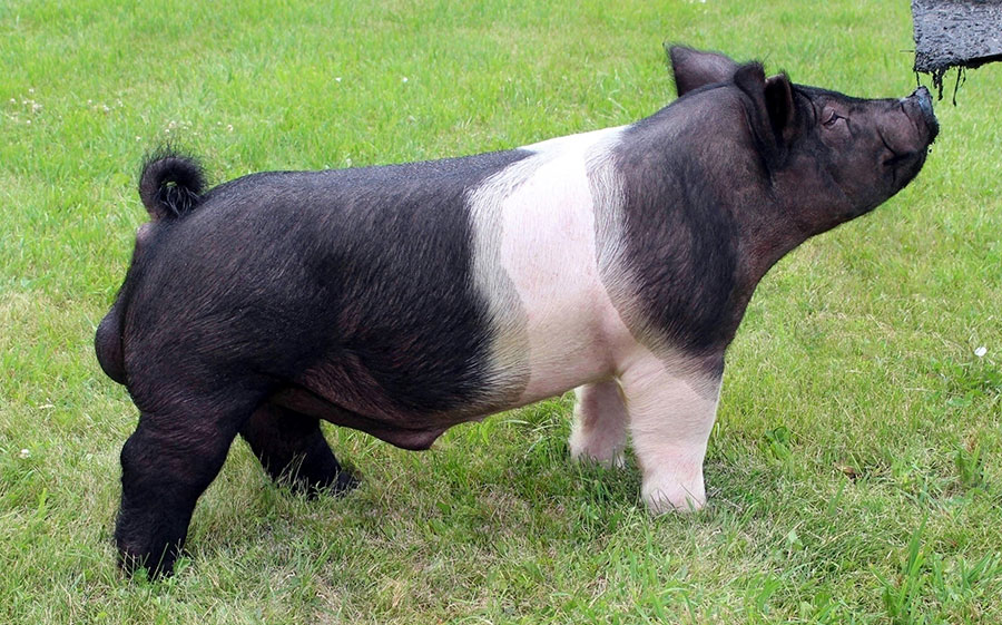 THE HERDSMAN