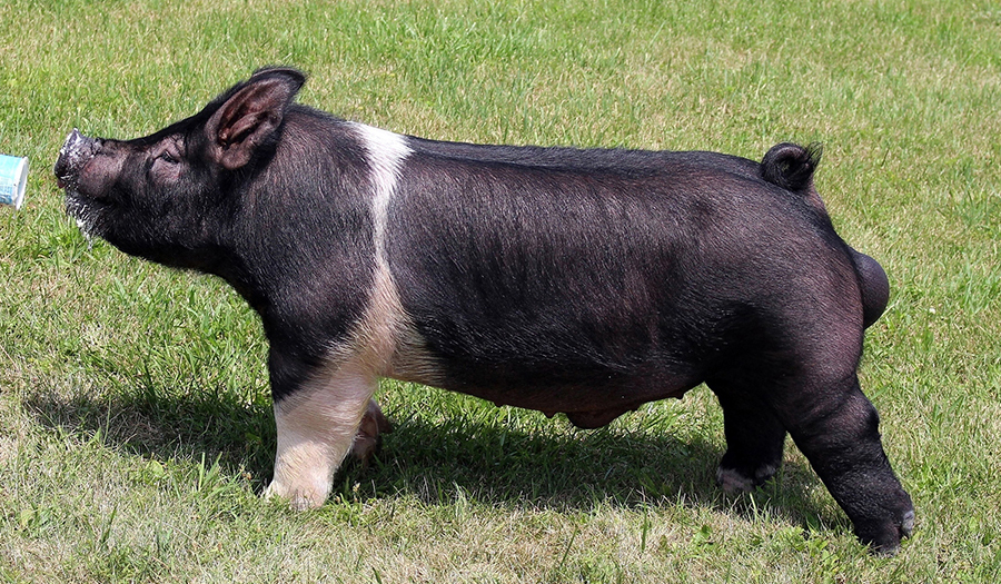 WAR CHIEF