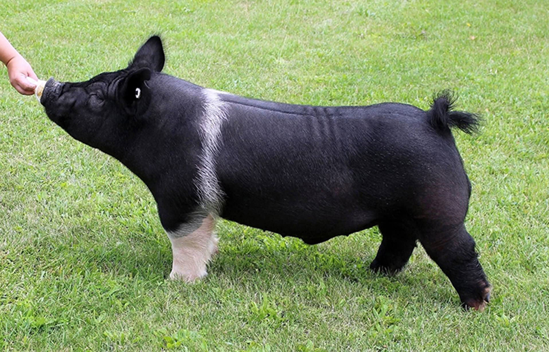 Ohio Fair